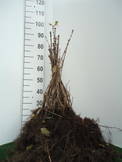 Alyva paprastoji (Lot Syringa vulgaris)  1+2 40-60 CM
