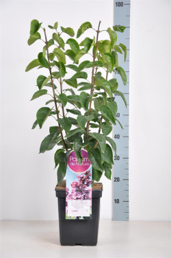 Alyva paprastoji (Lot Syringa v.) 'Violetta' C5/P23 50-70 CM 3-5 Branches - nuotrauka 1