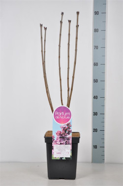 Alyva paprastoji (Lot Syringa v.) 'Violetta' C5/P23 50-70 CM 3-5 Branches - nuotrauka 2