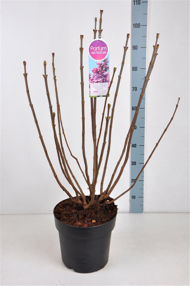 Alyva paprastoji (Lot Syringa v.) 'Violetta' C10 70-90 CM 4+ Branches