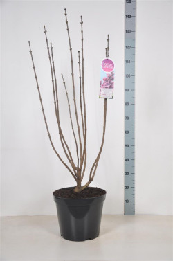 Alyva paprastoji (Lot Syringa v.) 'Violetta' C15 90-120 CM 6+ Branches