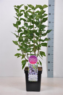 Alyva paprastoji (Lot Syringa v.) 'Victor Lemoine' C5/P23 50-70 CM 3-5 Branches - nuotrauka 1