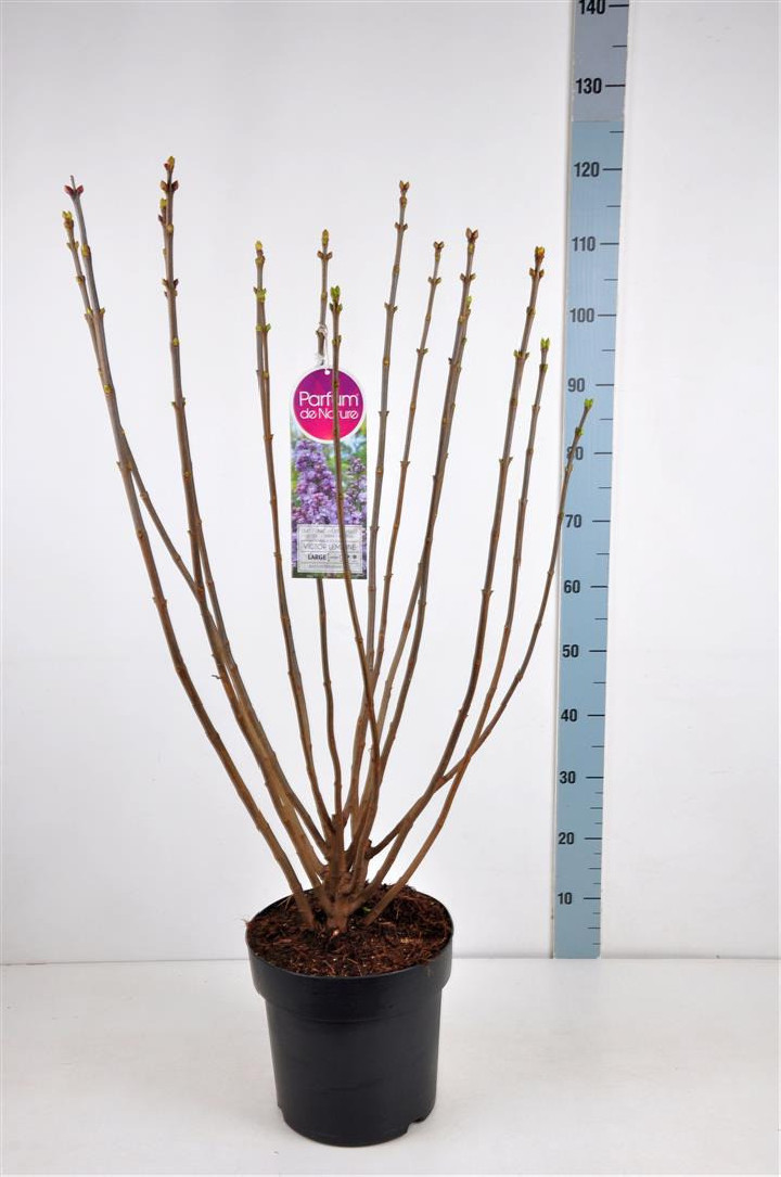 Alyva paprastoji (Lot Syringa v.) 'Victor Lemoine' C10 70-90 CM 4+ Branches