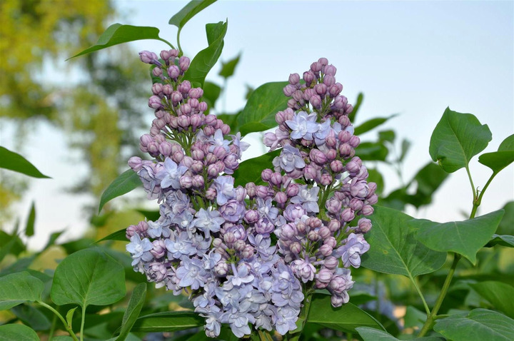 Alyva paprastoji (Lot Syringa v.) 'Victor Lemoine' C15 90-120 CM 6+ Branches