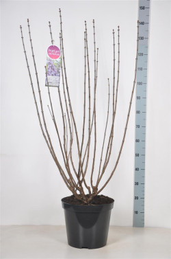 Alyva paprastoji (Lot Syringa v.) 'Victor Lemoine' C15 90-120 CM 6+ Branches - nuotrauka 2