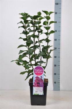 Alyva paprastoji (Lot Syringa v.) 'Znamya Lenina' C5/P23 50-70 CM 3-5 Branches - nuotrauka 1