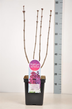 Alyva paprastoji (Lot Syringa v.) 'Znamya Lenina' C5/P23 50-70 CM 3-5 Branches - nuotrauka 2