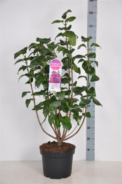 Alyva paprastoji (Lot Syringa v.) 'Znamya Lenina' C10 70-90 CM 4+ Branches - nuotrauka 1