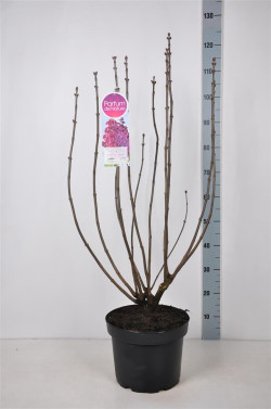 Alyva paprastoji (Lot Syringa v.) 'Znamya Lenina' C10 70-90 CM 4+ Branches - nuotrauka 2
