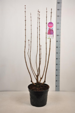 Alyva paprastoji (Lot Syringa v.) 'Znamya Lenina' C15 90-120 CM 6+ Branches - nuotrauka 2