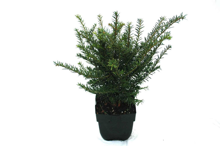 Kukmedis europinis (Lot Taxus baccata)  C2/P17 60 CM