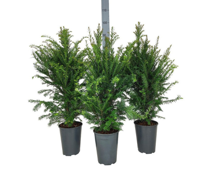 Kukmedis europinis (Lot Taxus baccata) C4/P21 60-80 CM | KUKMEDŽIAI | SPYGLIUOČIAI