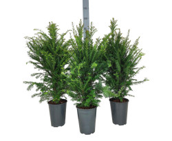 Kukmedis europinis (Lot Taxus baccata)  C4/P21 60-80 CM - nuotrauka 2