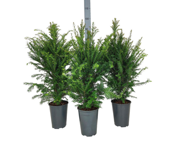 Kukmedis europinis (Lot Taxus baccata) C4/P21 60-80 CM | KUKMEDŽIAI | SPYGLIUOČIAI