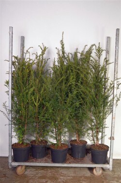 Kukmedis europinis (Lot Taxus baccata) C7,5/P26 100-125 CM - nuotrauka 2