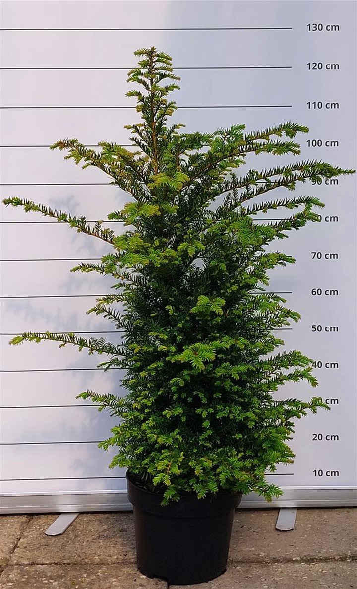 Kukmedis europinis (Lot Taxus baccata) C10 80-100 CM