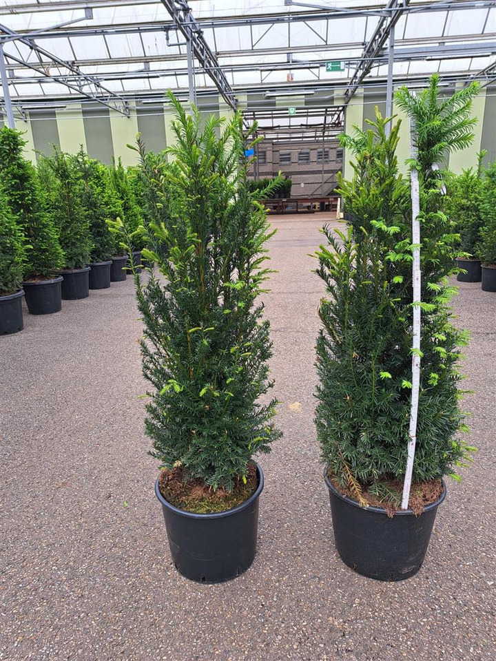Kukmedis europinis (Lot Taxus baccata) C15 100-125 CM | KUKMEDŽIAI | SPYGLIUOČIAI
