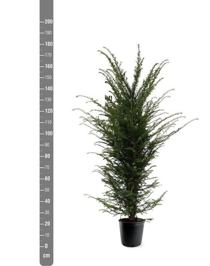Kukmedis europinis (Lot Taxus baccata) C15 125-150 CM | KUKMEDŽIAI | SPYGLIUOČIAI
