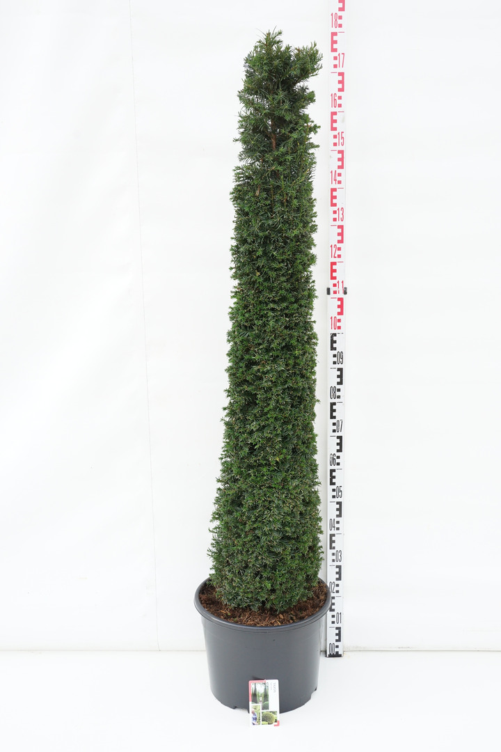 Kukmedis europinis (Lot Taxus baccata) C25 125-150 CM | KUKMEDŽIAI | SPYGLIUOČIAI