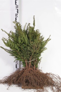 Kukmedis europinis (Lot Taxus baccata)  2+2 30-40 CM