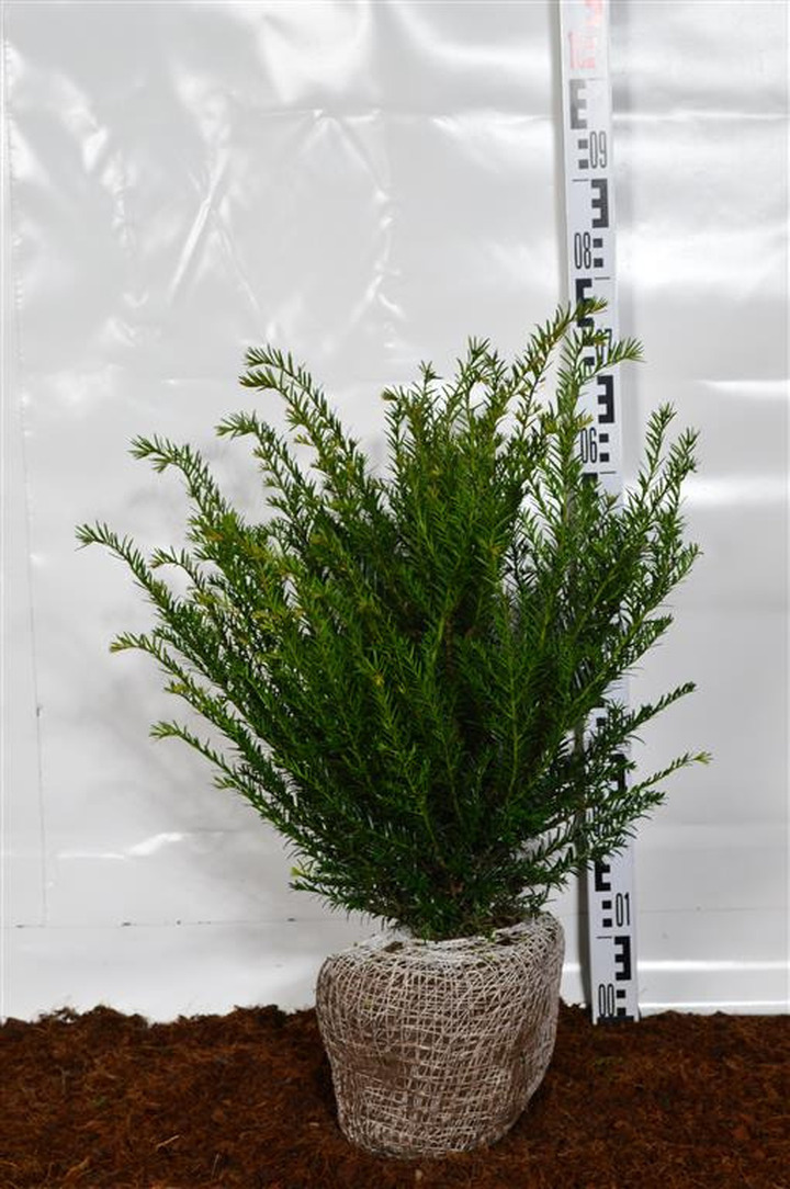Kukmedis europinis (Lot Taxus baccata)  40-50 CM RB