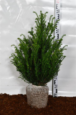Kukmedis europinis (Lot Taxus baccata)  50-60 CM RB