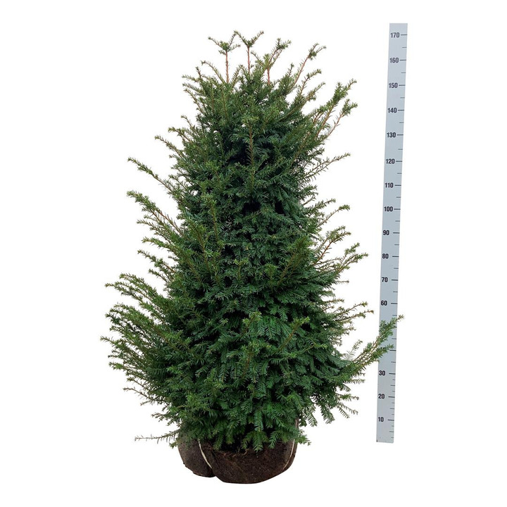Kukmedis europinis (Lot Taxus baccata)  100-120 CM RB EXTRA