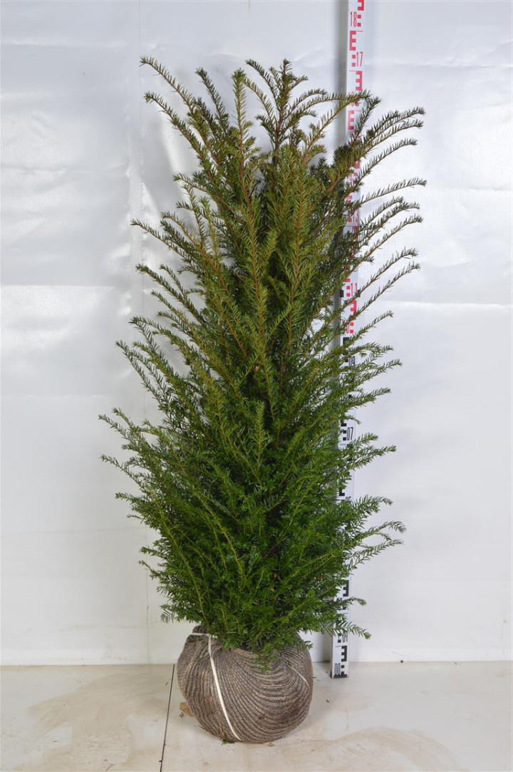 Kukmedis europinis (Lot Taxus baccata)  120-140 CM RB
