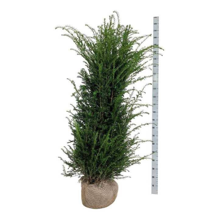 Kukmedis europinis (Lot Taxus baccata) 160-180 CM RB | KUKMEDŽIAI | SPYGLIUOČIAI