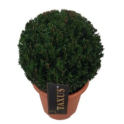 Kukmedis europinis (Lot Taxus baccata) 25-30 CM BALL C4/P21 - nuotrauka 2