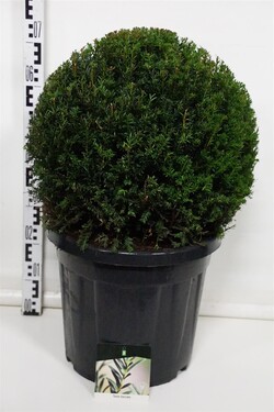 Kukmedis europinis (Lot Taxus baccata)  45-50 CM BALL C30