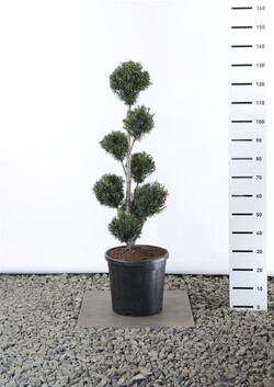 Kukmedis europinis (Lot Taxus baccata)  MULTIB 80-100 C20