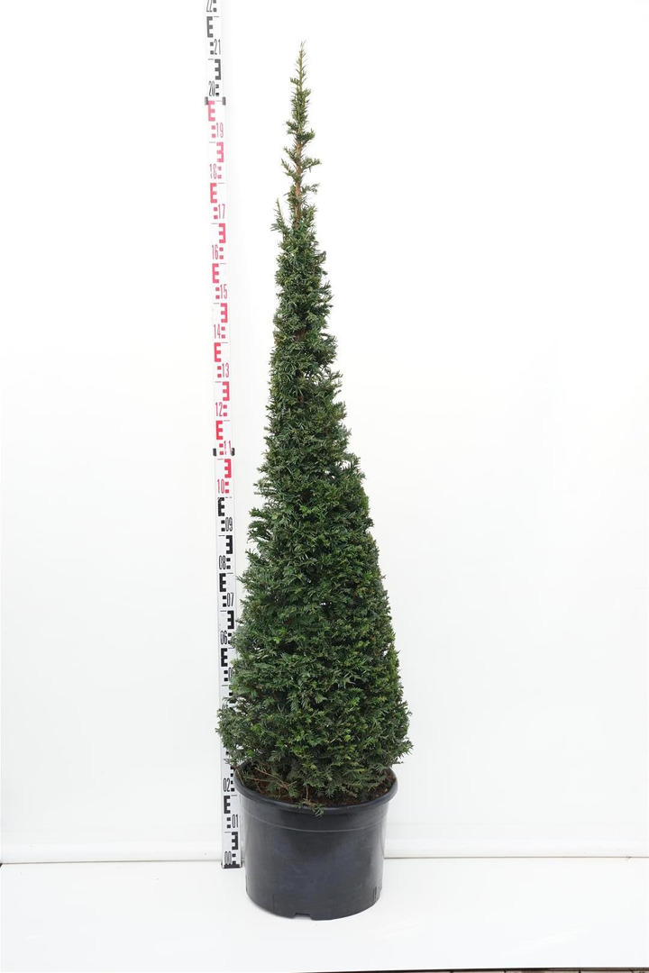 Kukmedis europinis (Lot Taxus baccata) 150-175 CM CONE C35 | KUKMEDŽIAI | SPYGLIUOČIAI
