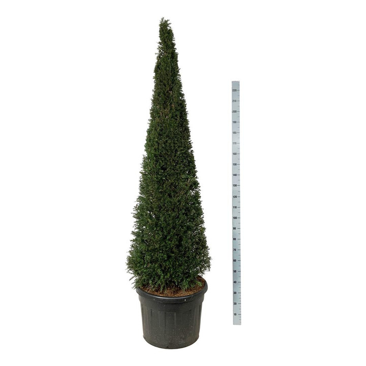 Kukmedis europinis (Lot Taxus baccata) 200-225 CM C130 | KUKMEDŽIAI | SPYGLIUOČIAI