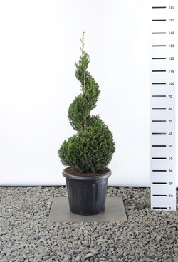 Kukmedis europinis (Lot Taxus baccata)  100-125 CM SPI C25