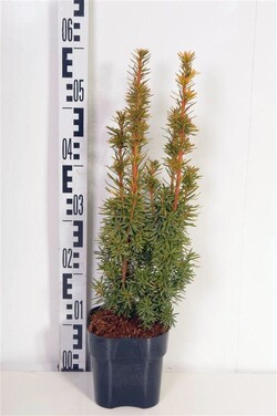 Kukmedis europinis (Lot Taxus b.) 'David' C2/P17 20-25 CM | KUKMEDŽIAI | SPYGLIUOČIAI