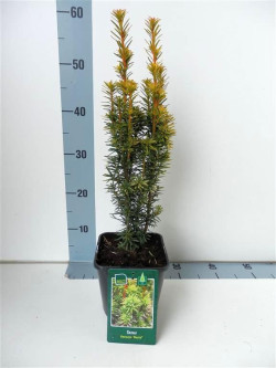 Kukmedis europinis (Lot Taxus b.) 'David' C2/P17 30-35 CM