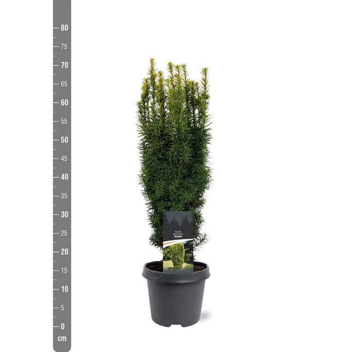 Kukmedis europinis (Lot Taxus b.) 'David' C5/P23 50-60 CM | KUKMEDŽIAI | SPYGLIUOČIAI