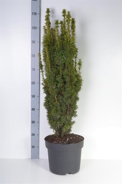 Kukmedis europinis (Lot Taxus b.) 'David' C10 80-90 CM