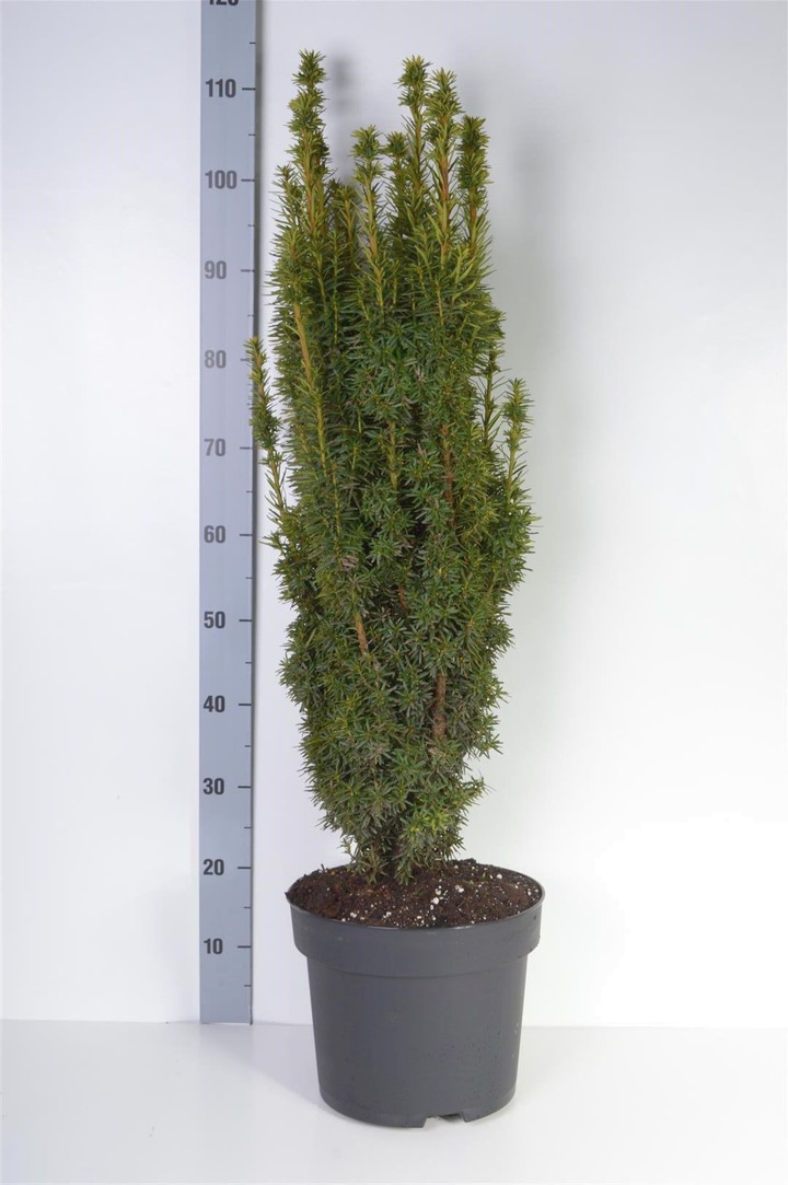 Kukmedis europinis (Lot Taxus b.) 'David' C10 80-90 CM