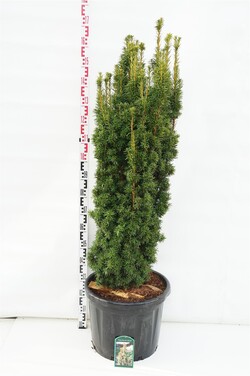 Kukmedis europinis (Lot Taxus b.) 'David' C45 120-140 CM | KUKMEDŽIAI | SPYGLIUOČIAI