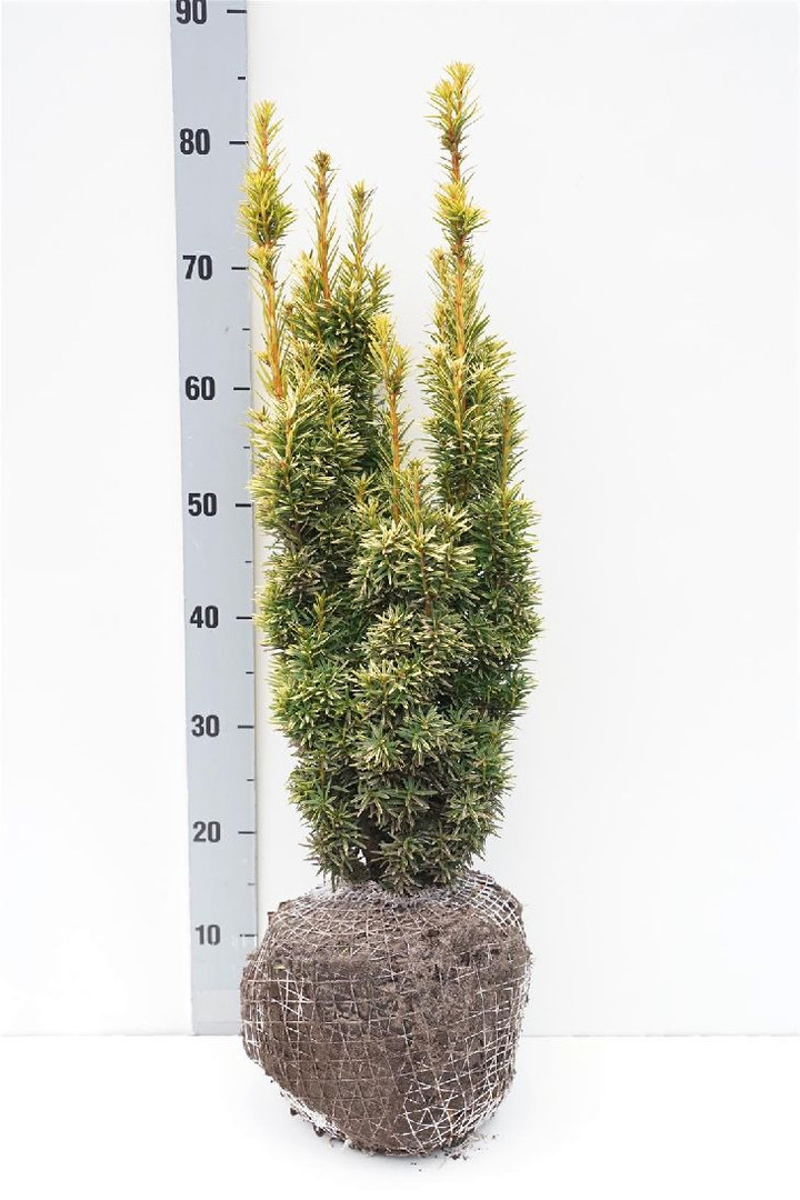 Kukmedis europinis (Lot Taxus b.) 'David' 60-70 CM RB
