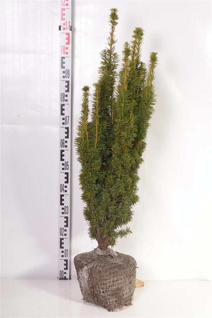 Kukmedis europinis (Lot Taxus b.) 'David' 80-90 CM RB