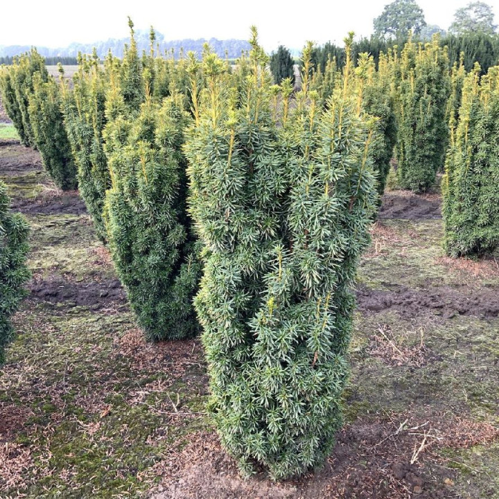 Kukmedis europinis (Lot Taxus b.) 'David' 100-120 CM RB EXTRA