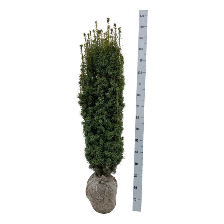 Kukmedis europinis (Lot Taxus b.) 'David' 120-140 CM RB EXTRA