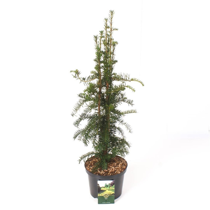 Kukmedis europinis (Lot Taxus b.) 'Dovastoniana' C2,5/P18 25-30 CM