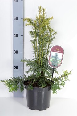 Kukmedis europinis (Lot Taxus b.) 'Dovastoniana' C2,5/P18 25-30 CM - nuotrauka 2