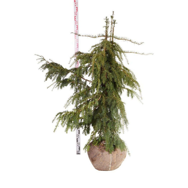 Kukmedis europinis (Lot Taxus b.) 'Dovastoniana' 120-140 CM RB EXTRA