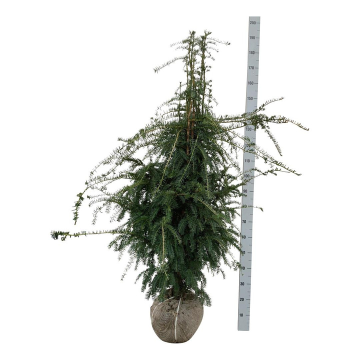 Kukmedis europinis (Lot Taxus b.) 'Dovastoniana' 140-160 CM RB  EXTRA