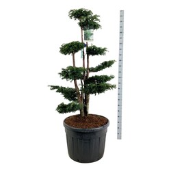 Kukmedis europinis (Lot Taxus b.) 'Dovastoniana' BONSAI 125-150 CM | KUKMEDŽIAI | SPYGLIUOČIAI